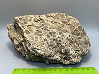 conglomeratic rock display a variety of clasts of different colors in a white matrix